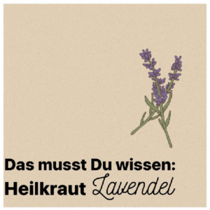 Heilkraut Lavendel